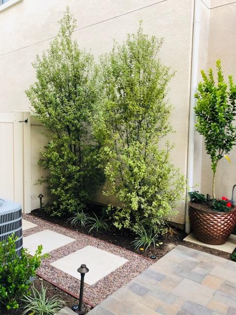 Beautiful Small Yard in Sendero - Image 7